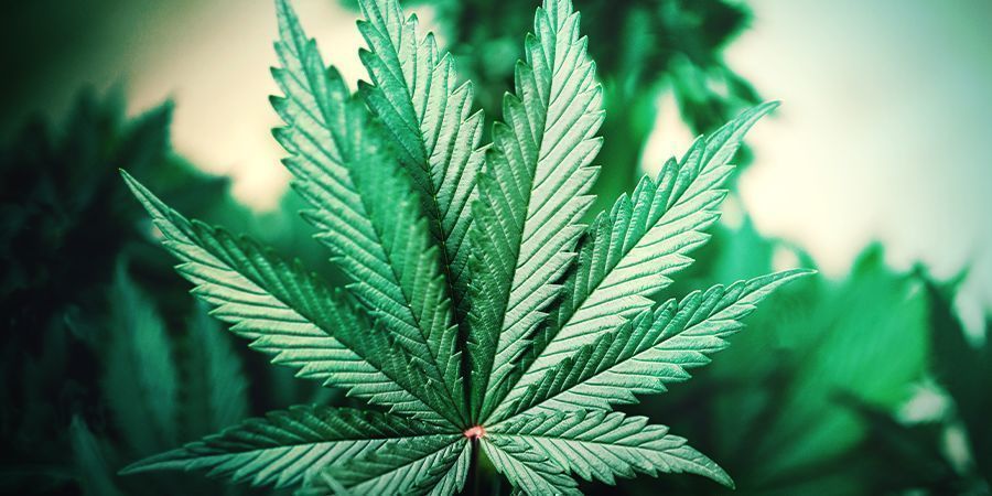 Comment Reconnaître Un Plant De Cannabis Indica?