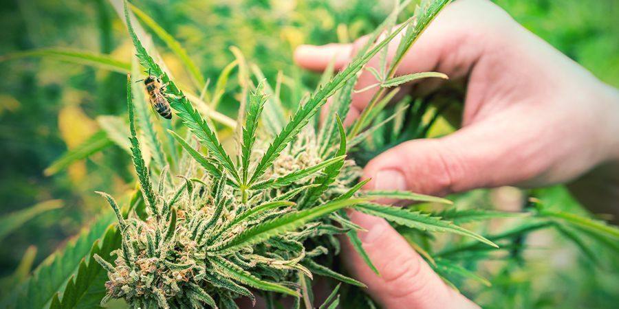 Comment Reconnaître Un Plant De Cannabis Sativa