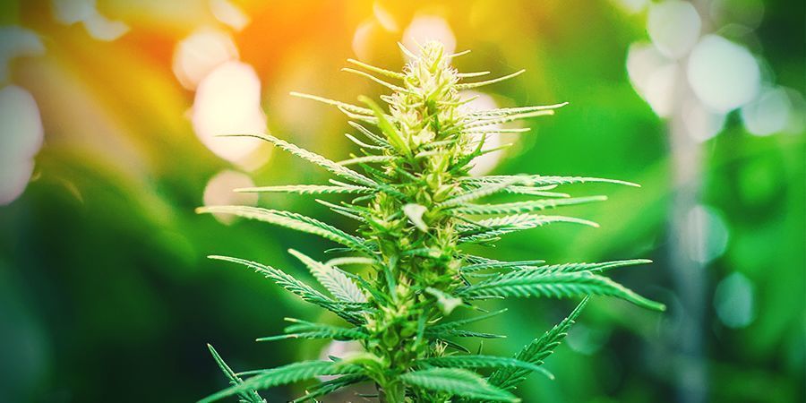 Comment Cultiver Une Sativa