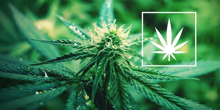 C’est Quoi Cannabis Sativa ?