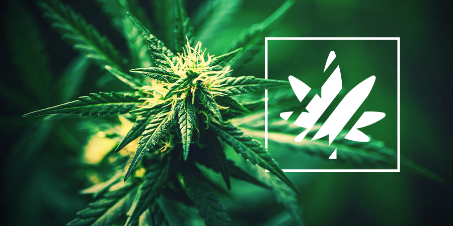 Sativa, Indica, Ruderalis & Hybrides Sativa, Indica, Ruderalis & Hybrides