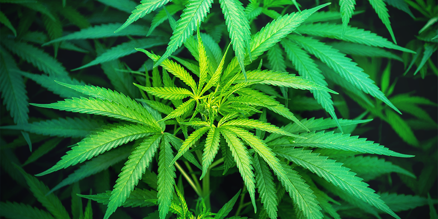 Combiner Les Meilleures Caractéristiques De Certaines Variétés Du Cannabis Combiner Les Meilleures Caractéristiques De Certaines Variétés Du Cannabis