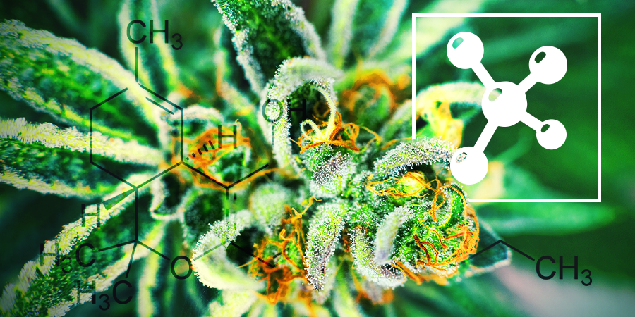 Cannabinoïdes Cannabinoïdes