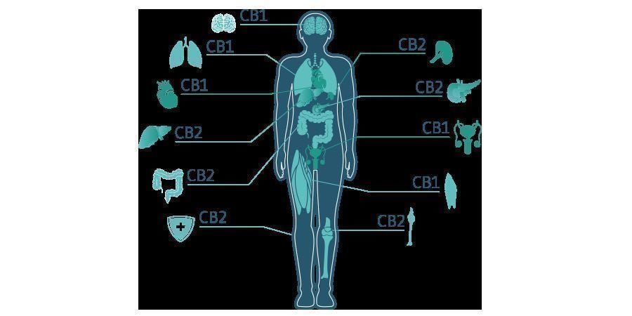 CBD Molécule