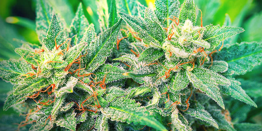 Variétés Riches En CBD Et Faibles En THC Variétés Riches En CBD Et Faibles En THC