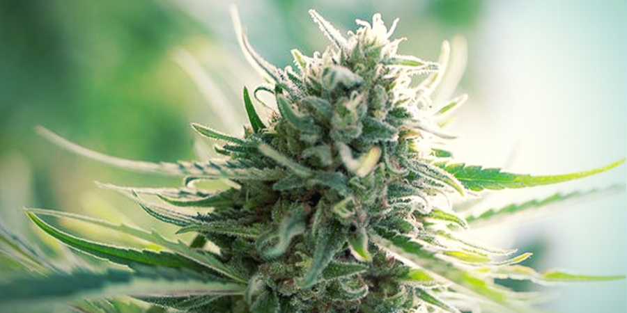Variétés Au Ratio CBD:THC De 1:1 Variétés Au Ratio CBD:THC De 1:1