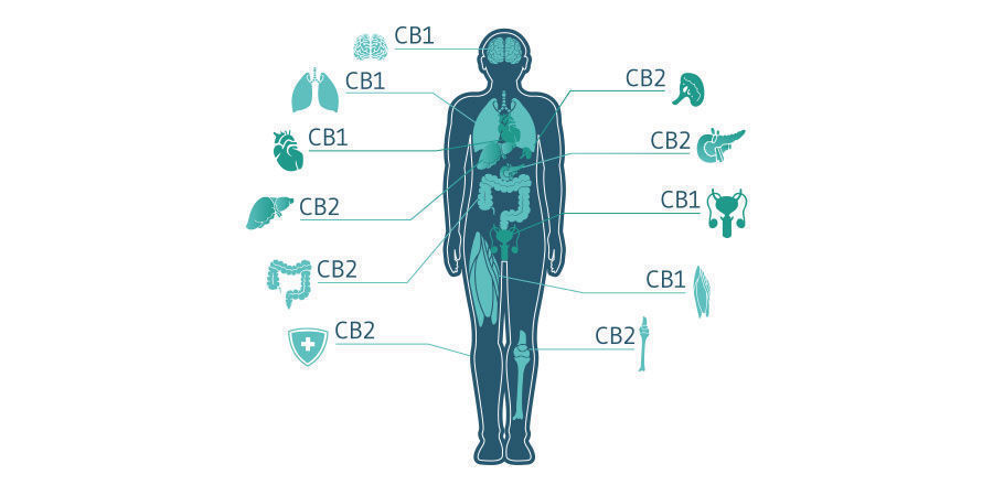 Comment Fonctionne Le CBD ?