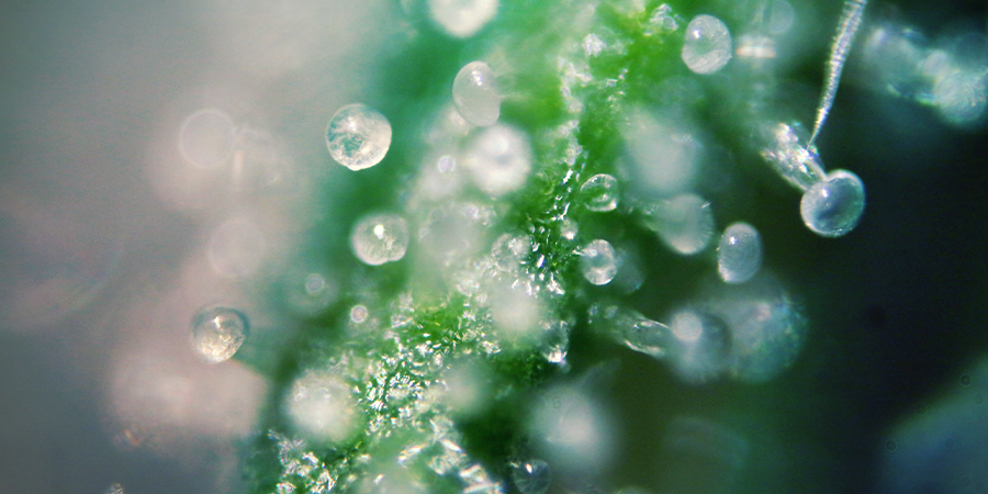 Niveaux De THC Dans Les Variétés De Cannabis Niveaux De THC Dans Les Variétés De Cannabis