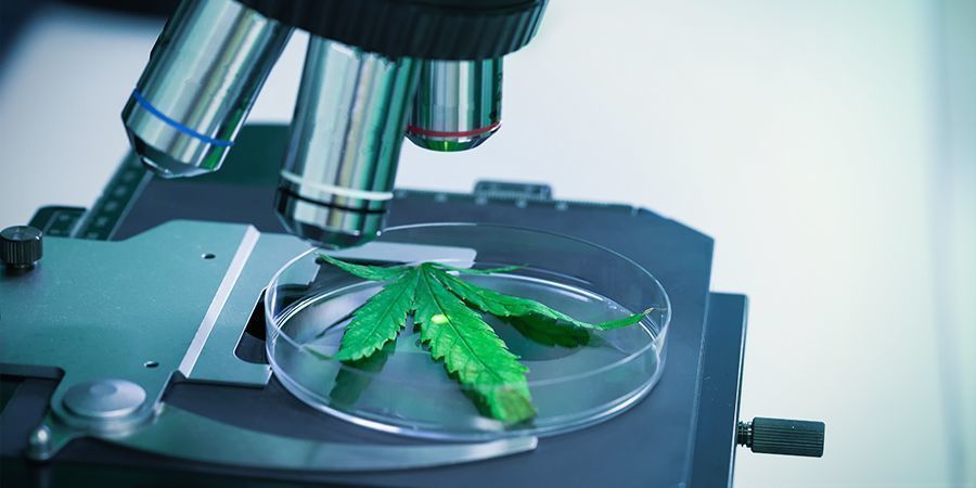 THCV — Un Cannabinoïde Sous-Coté