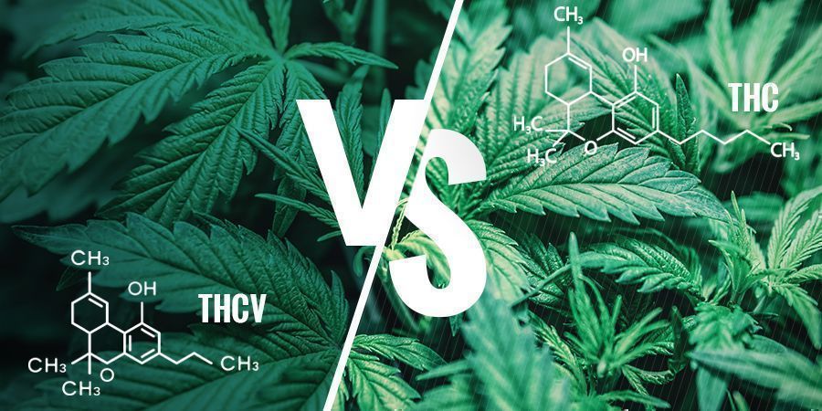 THCV vs THC : Quelles Sont Les Différences ?