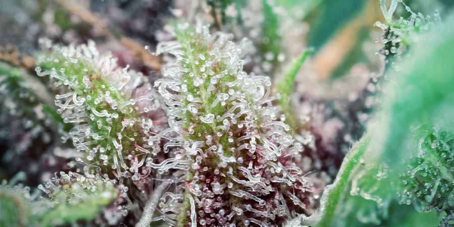 Qu’est-Ce Que Le THCV - trichomes