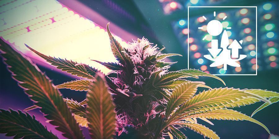 Cannabis Et Photosynthèse