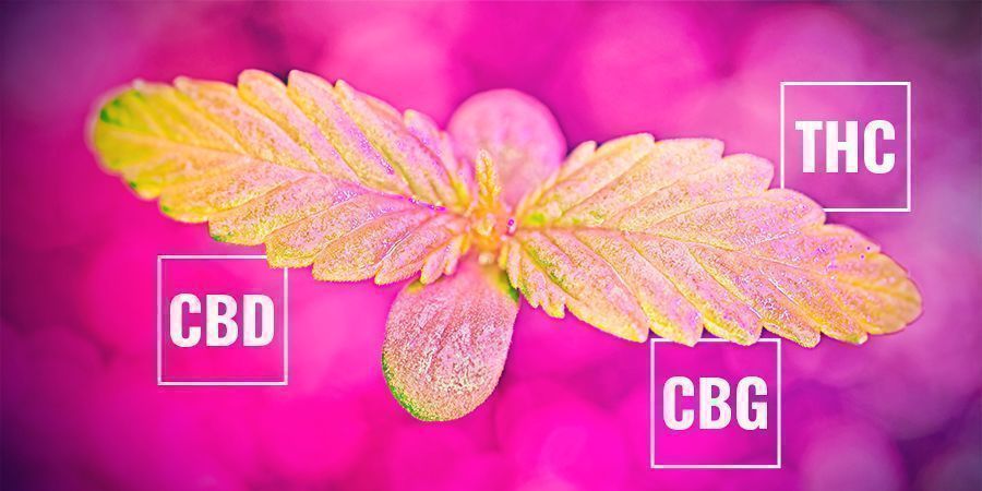 Comment Le Taux De Photosynthèse Pourrait Affecter Le Taux De Cannabinoïde