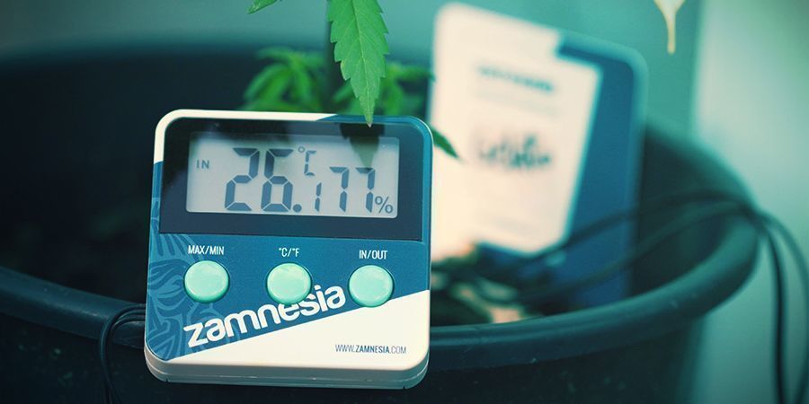 Cannabis : Conditions Optimales À La Photosynthèse