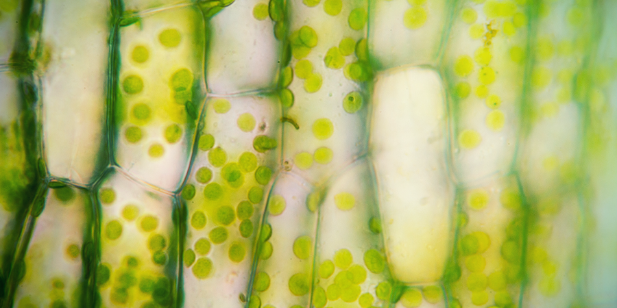 Chloroplastes CHLOROPLASTES