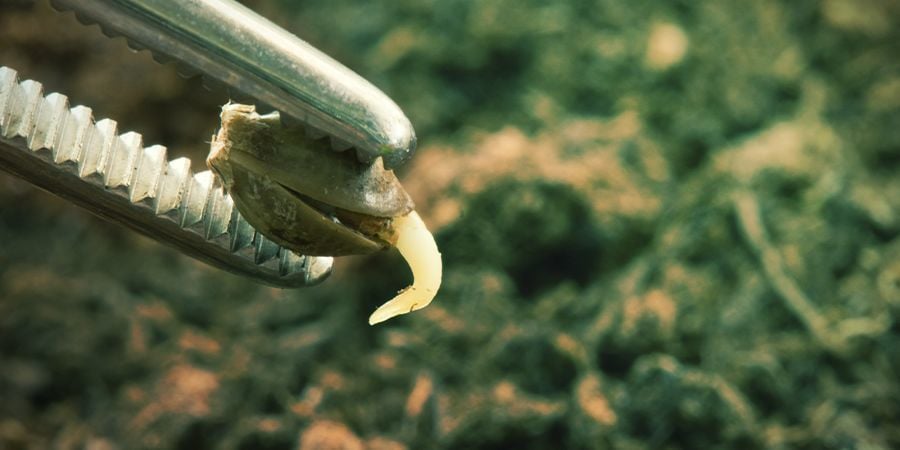 Cannabis Germination