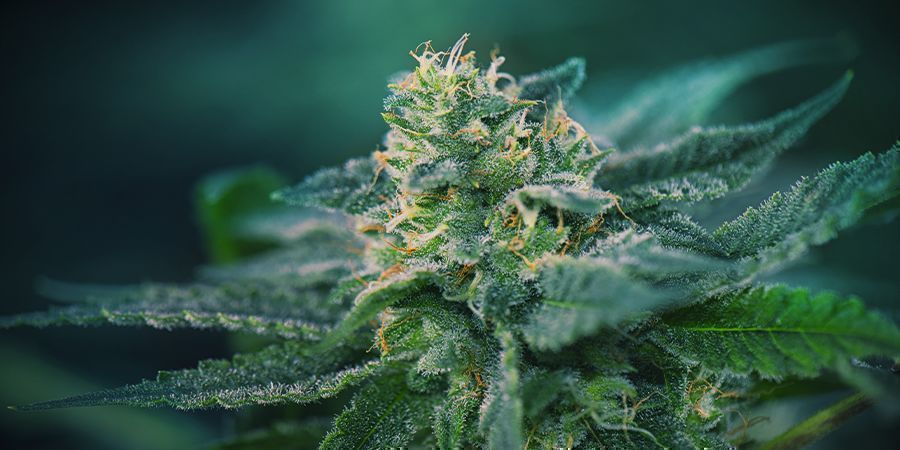 Cannabis: Phase De Floraison