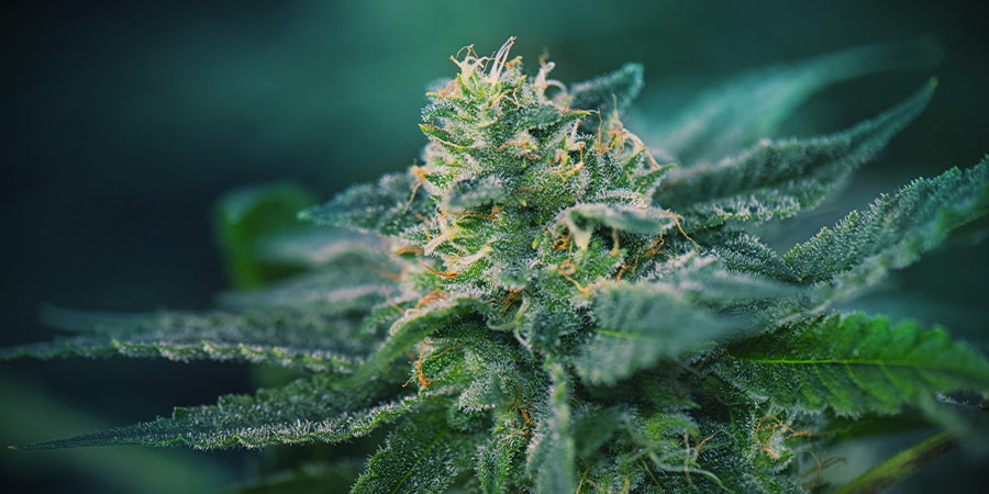 Cannabis: Phase De Floraison Cannabis: Phase De Floraison