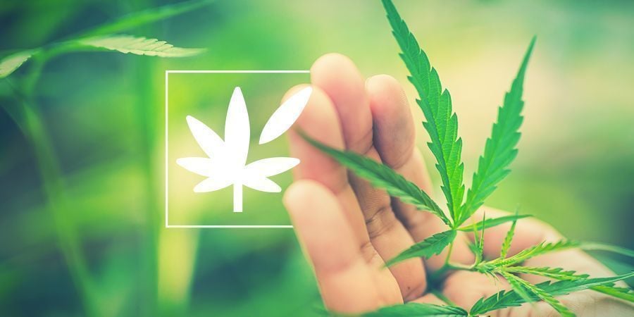 Tout Sur L'Anatomie Végétale Du Cannabis