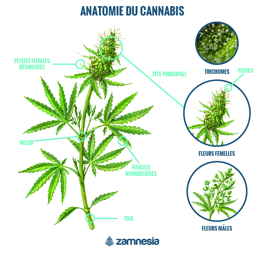 Anatomie Du Cannabis Anatomie Du Cannabis