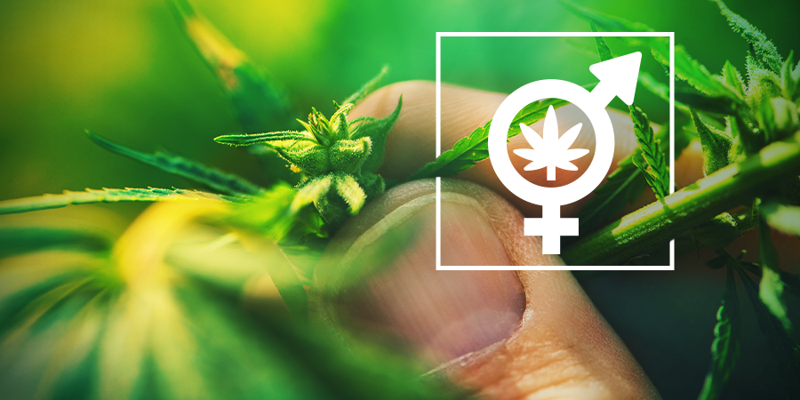 Déterminer Le Sexe De Vos Plants De Cannabis Déterminer Le Sexe De Vos Plants De Cannabis