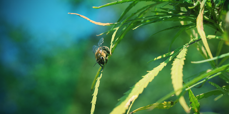 La Pollinisation Des Plants De Cannabis La Pollinisation Des Plants De Cannabis