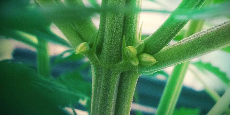 Les Plants De Cannabis Mâles