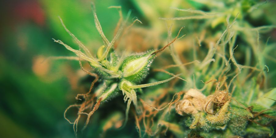 Les Plants De Cannabis Hermaphrodites