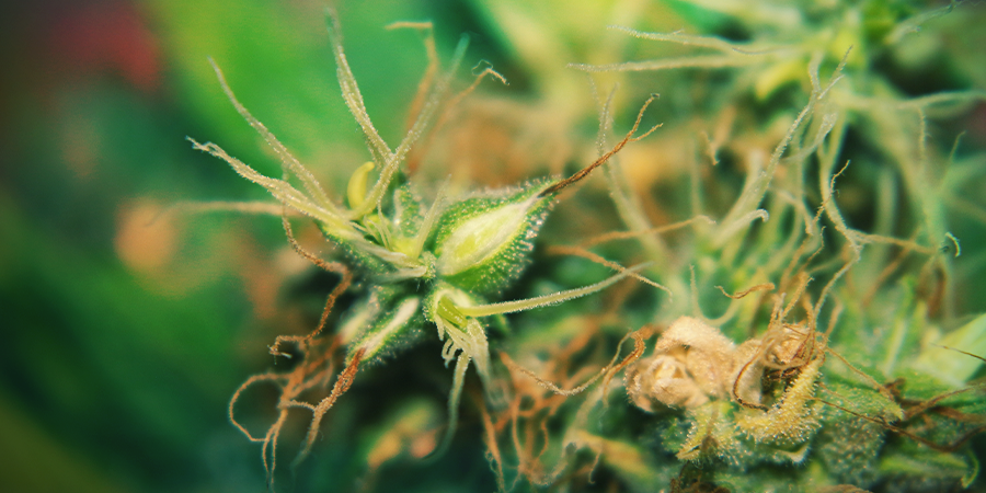 Les Plants De Cannabis Hermaphrodites