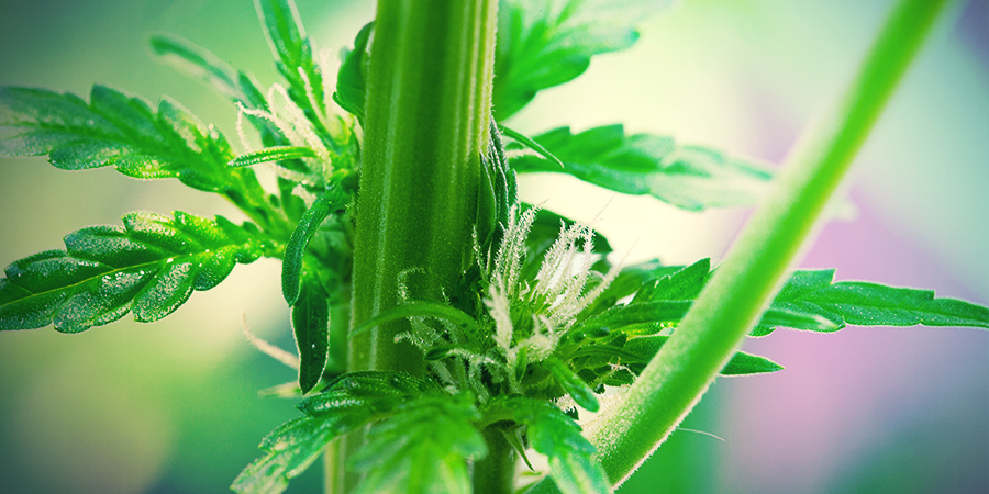 LES PLANTS DE CANNABIS FEMELLES