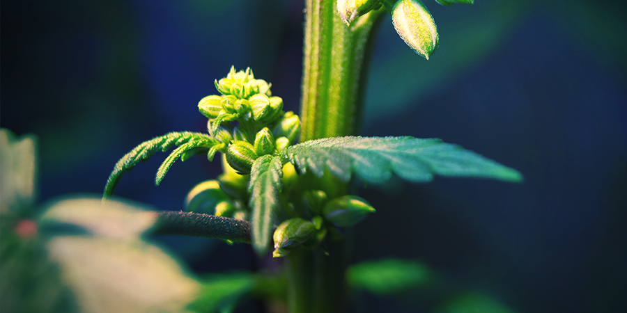 Les Plants De Cannabis Mâles