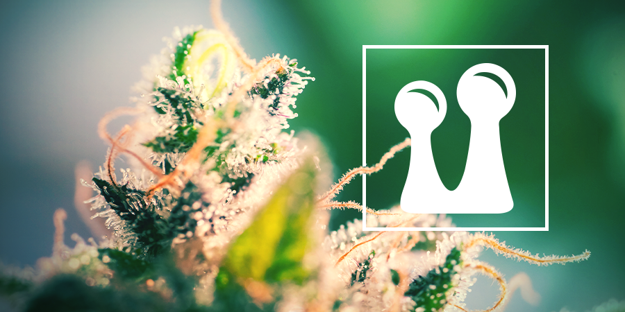 Trichomes Trichomes