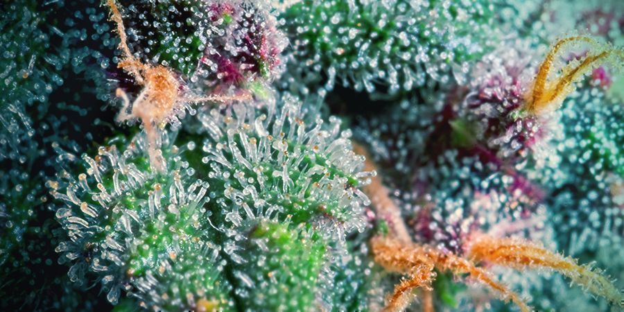 QUE SONT LES TRICHOMES ?