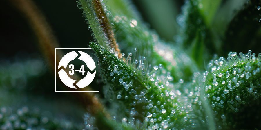 LE CYCLE DE VIE DES TRICHOMES