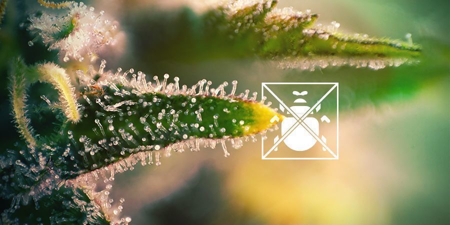 À QUOI SONT DESTINÉS LES TRICHOMES ?