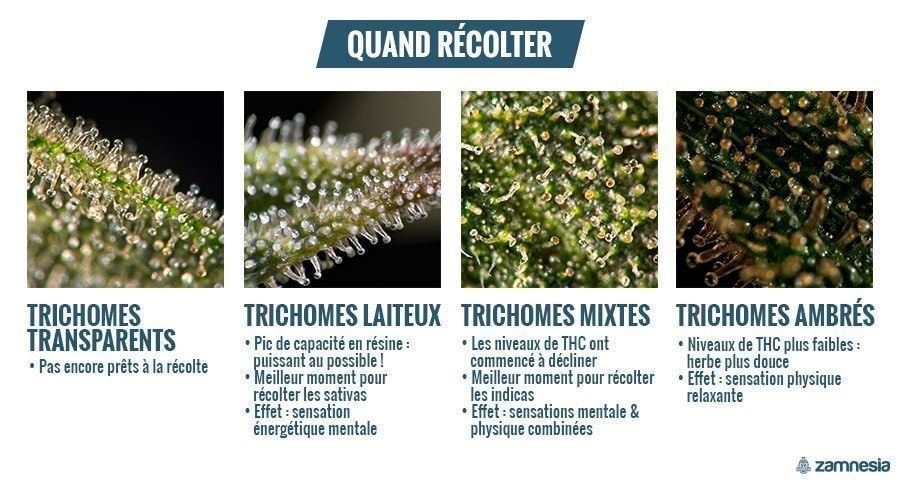 Déterminer Le Moment De La Récolte Avec Les Trichomes