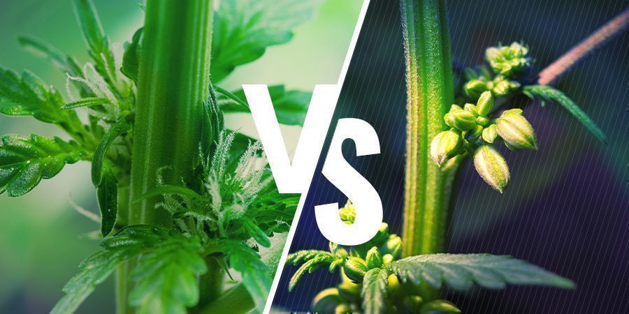 Sexe Des Plantes De Cannabis: Plants Mâles Vs Femelles