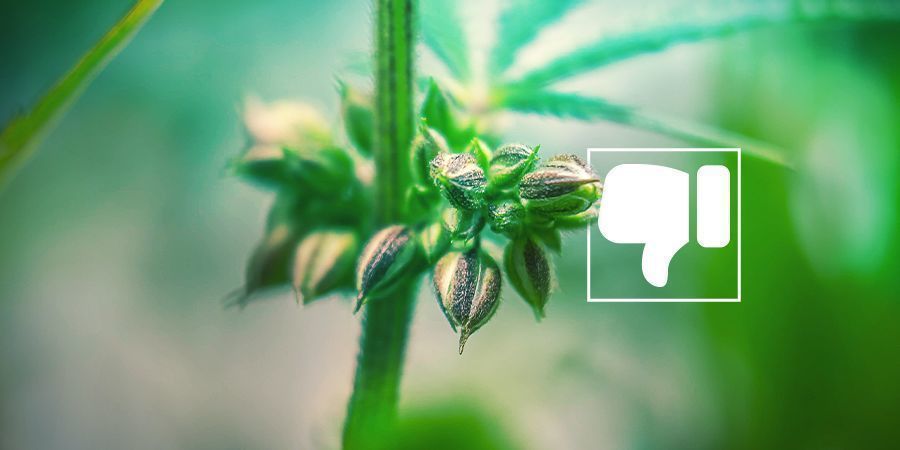 Pourquoi Vous Ne Voulez (Probablement) Pas De Plants De Cannabis Mâles