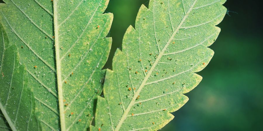 Les Nuisibles, Épidémies Et Pathogènes Courants