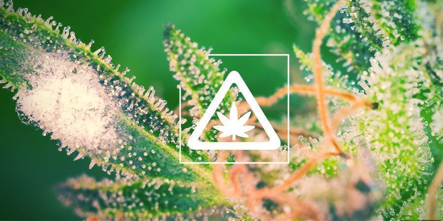 Les Problèmes Récurrents Dans Son Jardin De Cannabis