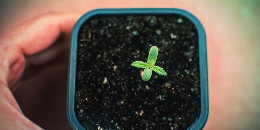 Quand Administrer Les Nutriments À Ses Variétés À Autofloraison ?