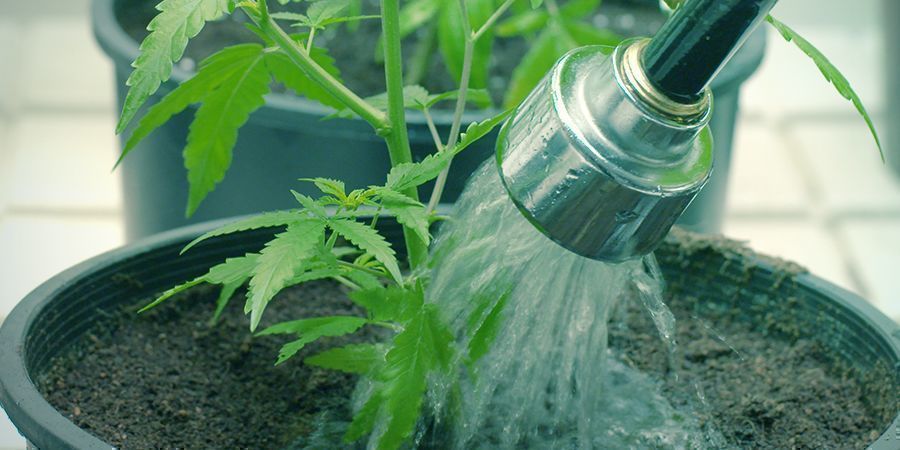 Quand Et Comment Rincer Vos Plants De Cannabis