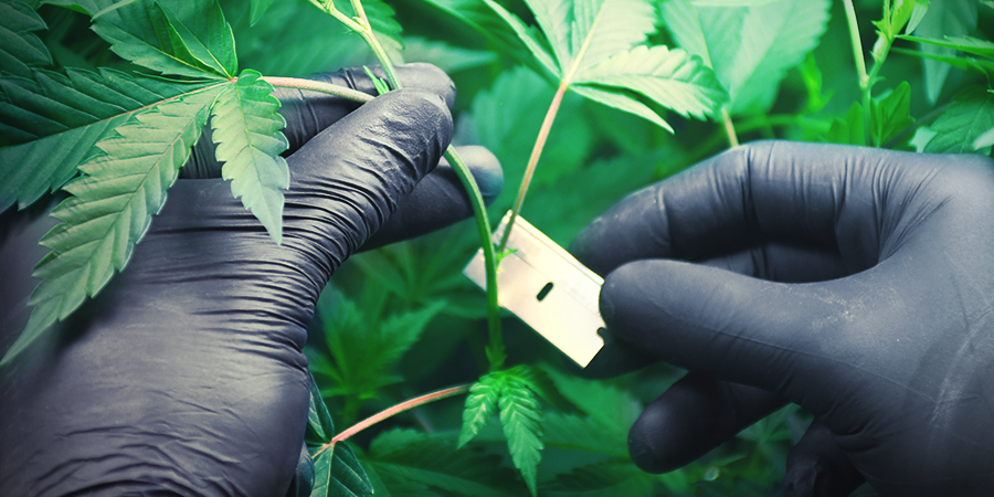 Cannabis En Laine De Roche : Clonage Et Enracinement Des Boutures Cannabis En Laine De Roche : Clonage Et Enracinement Des Boutures