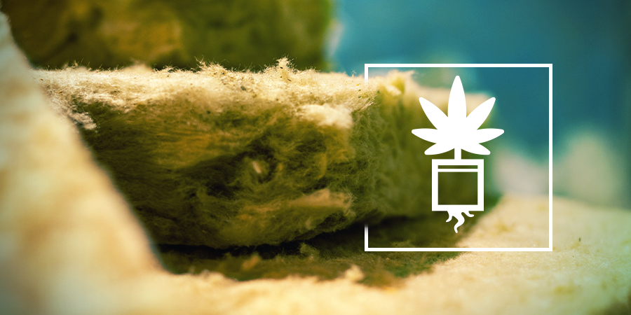 Cultiver Du Cannabis En Laine De Roche CULTIVER DU CANNABIS EN LAINE DE ROCHE