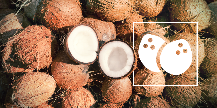 La Culture Du Cannabis Dans Le Coco La Culture Du Cannabis Dans Le Coco