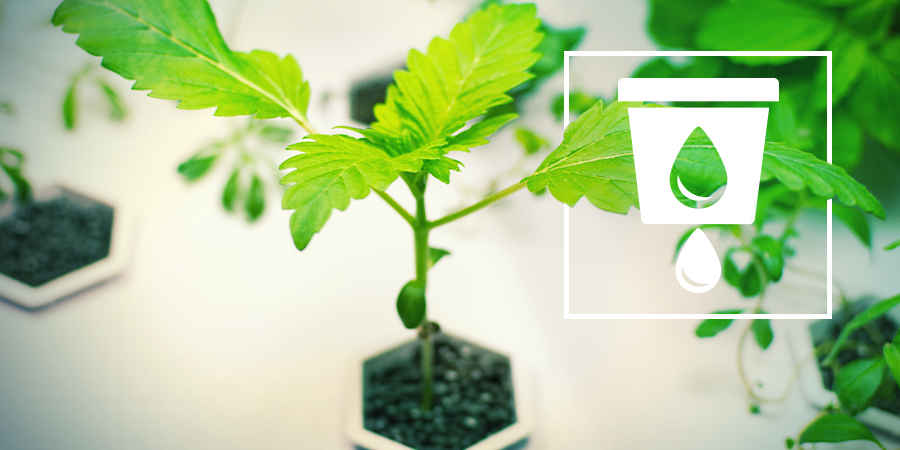 La Culture Du cannabis En Hydro La Culture Du cannabis En Hydro
