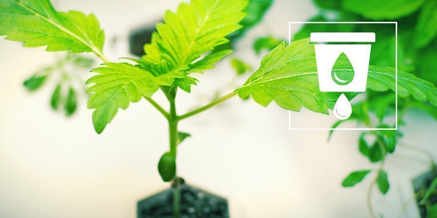 La Culture Du cannabis En Hydro