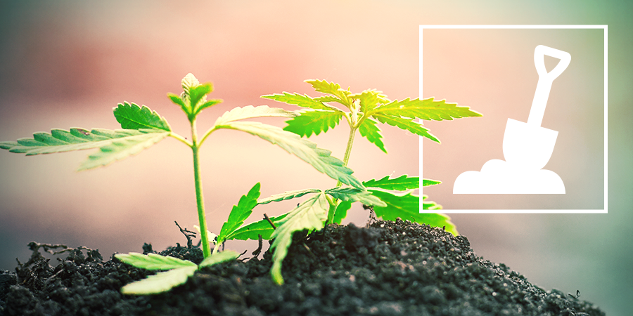 La Culture Du Cannabis En Terre La Culture Du Cannabis En Terre