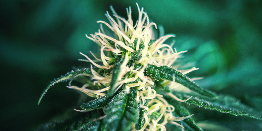 Fin De Floraison – Phase De Maturation FIN DE FLORAISON – PHASE DE MATURATION