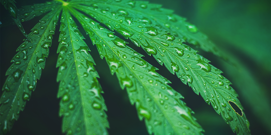 Alimentation Foliaire ALIMENTATION FOLIAIRE